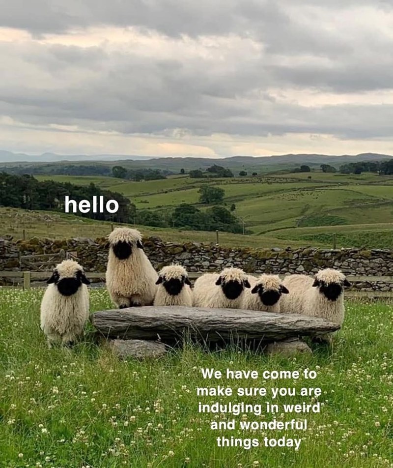 hello We have come to make sure you are. indulging in weird and wonderful things today