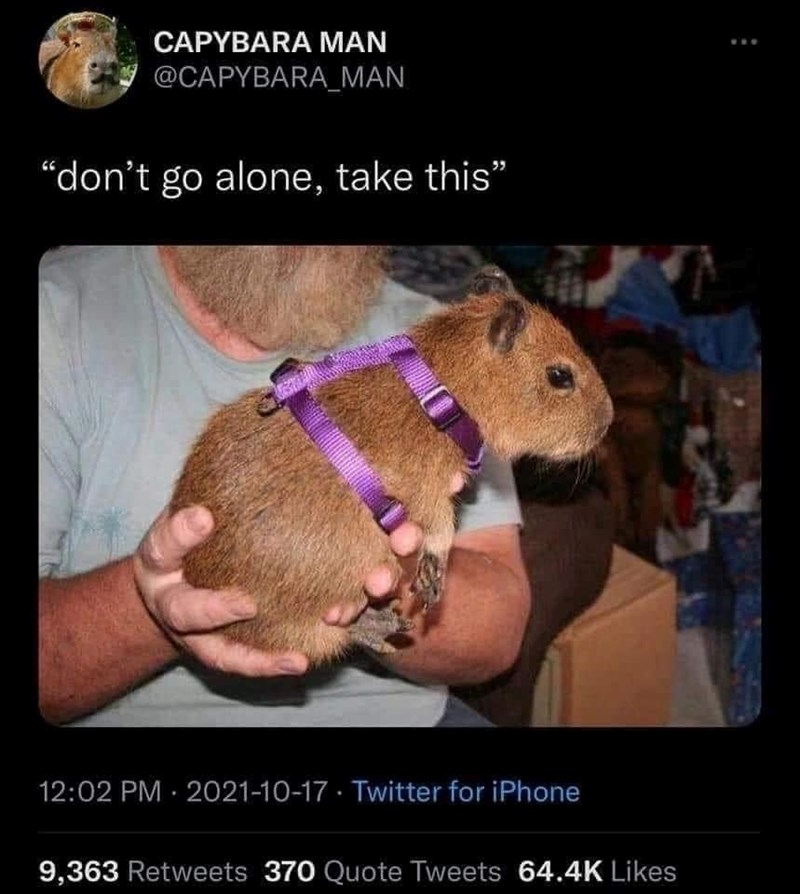 CAPYBARA MAN @CAPYBARA_MAN "don't go alone, take this" 12:02 PM - 2021-10-17 Twitter for iPhone 9,363 Retweets 370 Quote Tweets 64.4K Likes