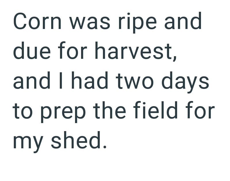 Corn was ripe and due for harvest, and I had two days to prep the field for my shed.