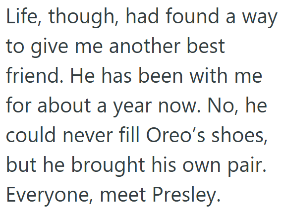 Life, though, had found a way to give me another best friend. He has been with me for about a year now. No, he could never fill Oreo's shoes, but he brought his own pair. Everyone, meet Presley.
