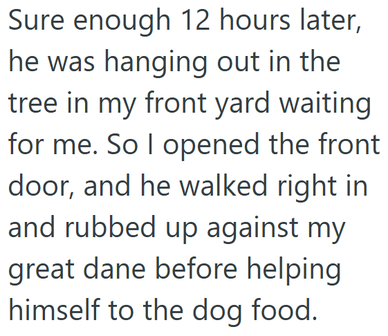 Sure enough 12 hours later, he was hanging out in the tree in my front yard waiting for me. So I opened the front door, and he walked right in and rubbed up against my great dane before helping himself to the dog food.