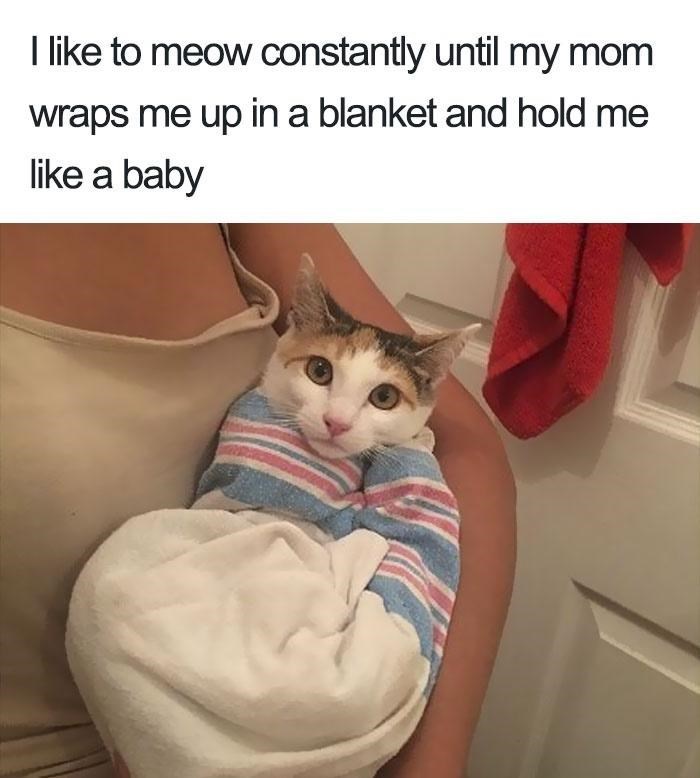 I like to meow constantly until my mom wraps me up in a blanket and hold me like a baby