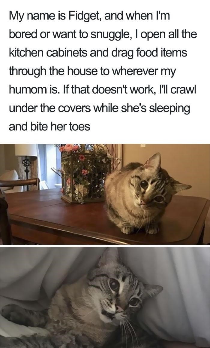 My name is Fidget, and when I'm bored or want to snuggle, I open all the kitchen cabinets and drag food items through the house to wherever my humom is. If that doesn't work, I'll crawl under the covers while she's sleeping and bite her toes