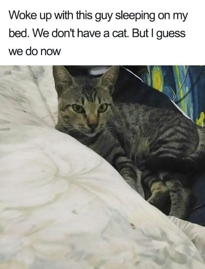 Woke up with this guy sleeping on my bed. We don't have a cat. But I guess we do now