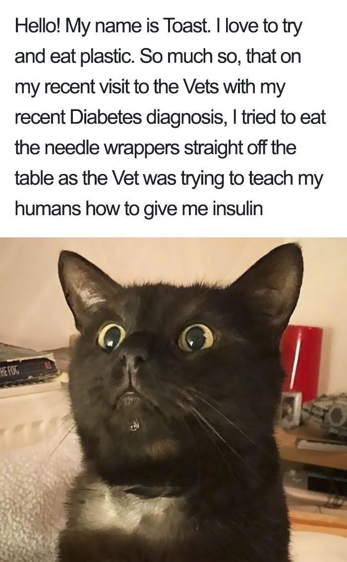 HE FOC Hello! My name is Toast. I love to try and eat plastic. So much so, that on my recent visit to the Vets with my recent Diabetes diagnosis, I tried to eat the needle wrappers straight off the table as the Vet was trying to teach my humans how to give me insulin O