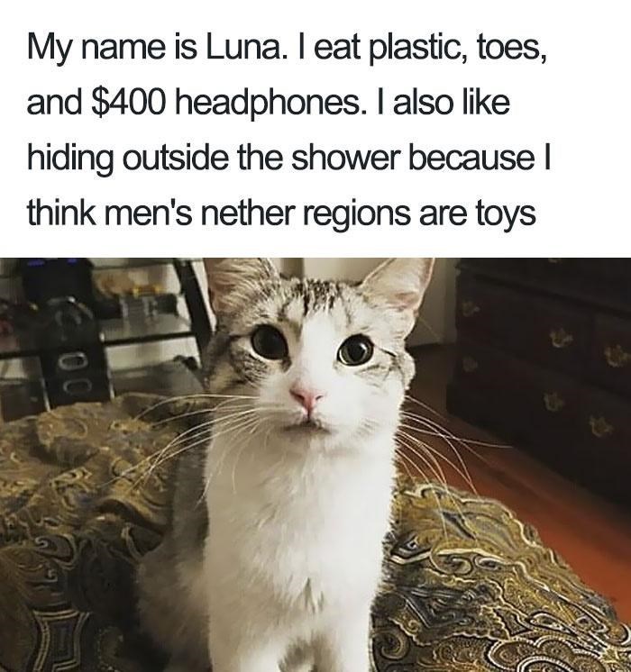 My name is Luna. I eat plastic, toes, and $400 headphones. I also like hiding outside the shower because I think men's nether regions are toys 00