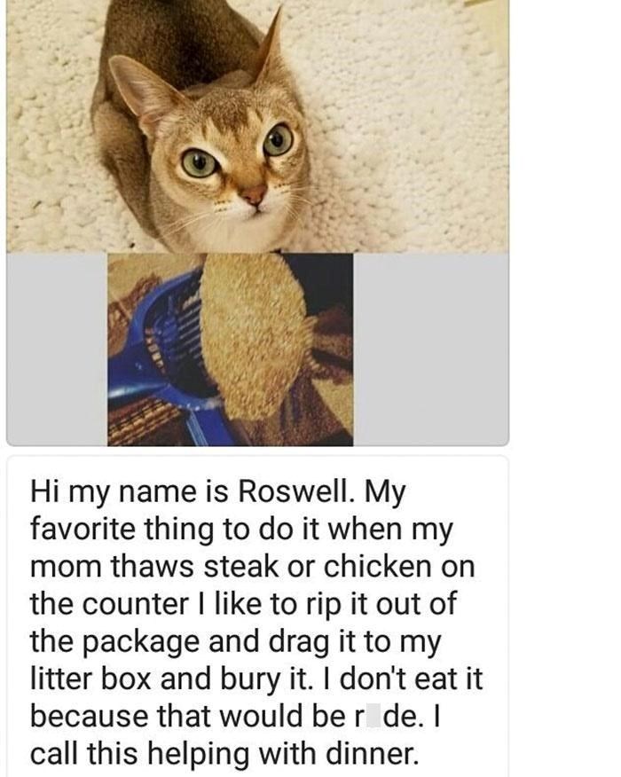 Hi my name is Roswell. My favorite thing to do it when my mom thaws steak or chicken on the counter I like to rip it out of the package and drag it to my litter box and bury it. I don't eat it because that would be r de. I call this helping with dinner.
