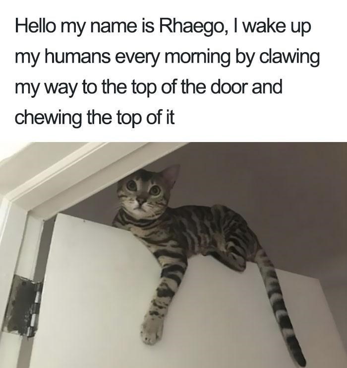Hello my name is Rhaego, I wake up my humans every morning by clawing my way to the top of the door and chewing the top of it