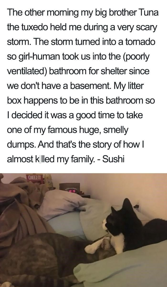 The other morning my big brother Tuna the tuxedo held me during a very scary storm. The storm turned into a tornado so girl-human took us into the (poorly ventilated) bathroom for shelter since we don't have a basement. My litter box happens to be in this bathroom so I decided it was a good time to take one of my famous huge, smelly dumps. And that's the story of how I almost k lled my family. - Sushi CHEEZ-IT