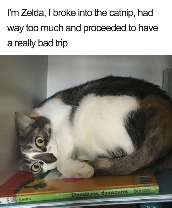 I'm Zelda, I broke into the catnip, had way too much and proceeded to have a really bad trip Eloisirs Dinosaures, dinosaures Barton