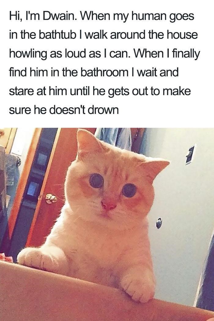 Hi, I'm Dwain. When my human goes in the bathtub I walk around the house howling as loud as I can. When I finally find him in the bathroom I wait and stare at him until he gets out to make sure he doesn't drown