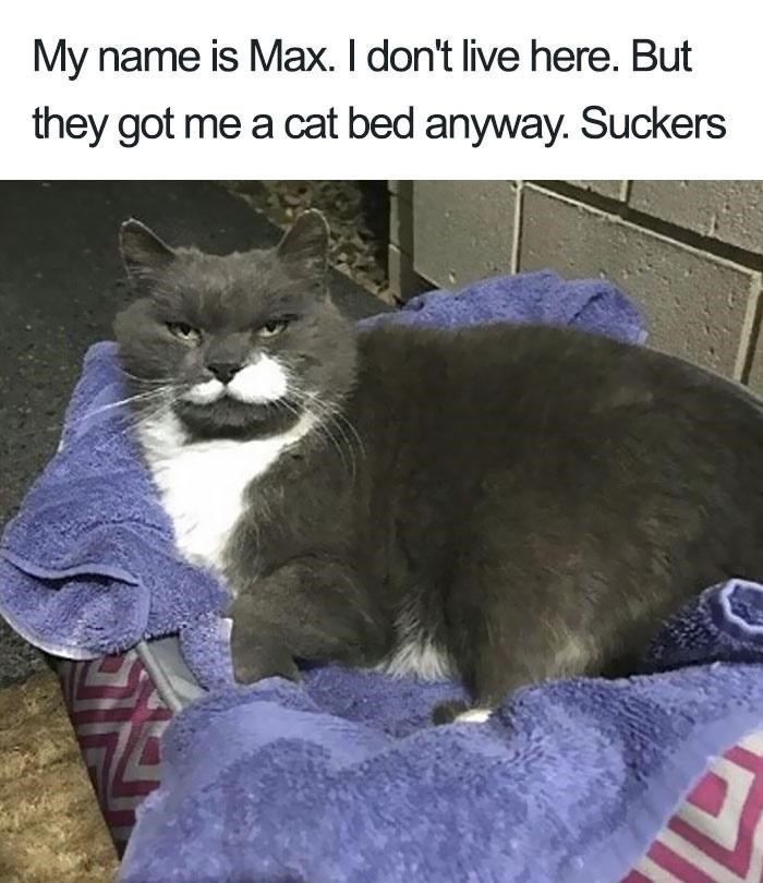 My name is Max. I don't live here. But they got me a cat bed anyway. Suckers