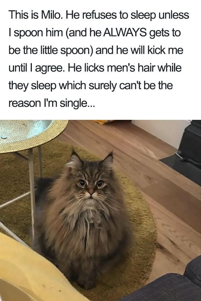 This is Milo. He refuses to sleep unless I spoon him (and he ALWAYS gets to be the little spoon) and he will kick me until I agree. He licks men's hair while they sleep which surely can't be the reason I'm single...