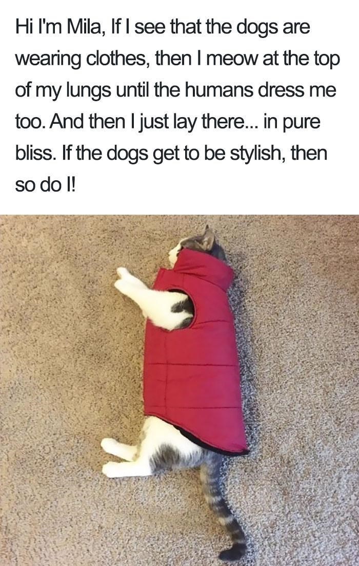 Hi I'm Mila, If I see that the dogs are wearing clothes, then I meow at the top of my lungs until the humans dress me too. And then I just lay there... in pure bliss. If the dogs get to be stylish, then so do I!
