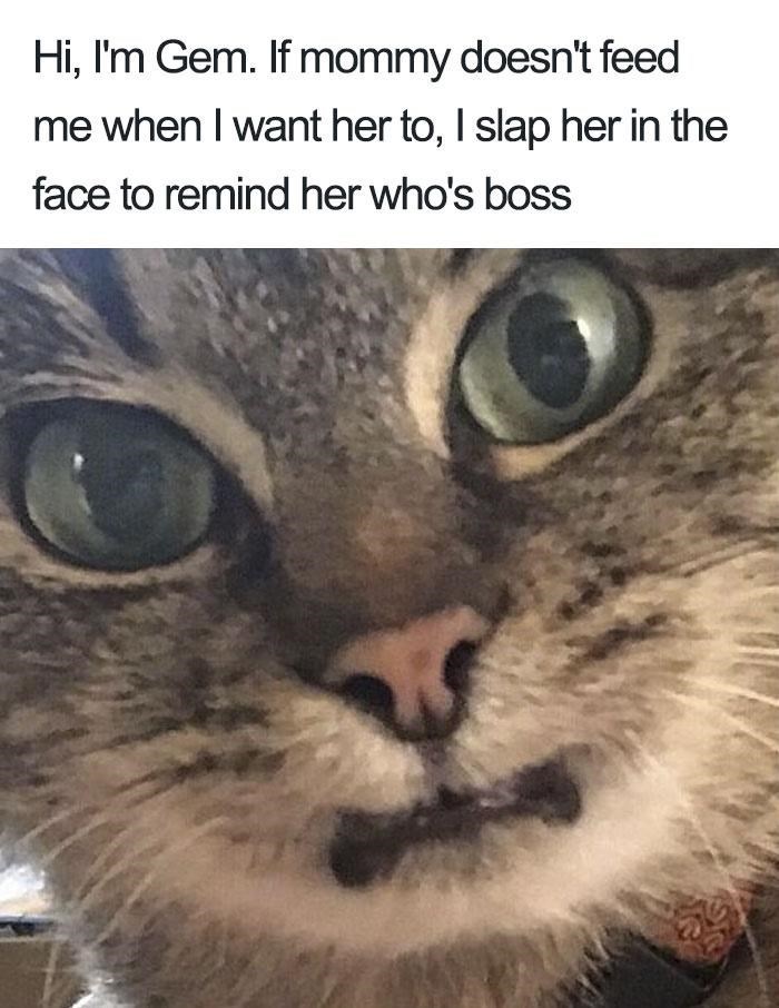 Hi, I'm Gem. If mommy doesn't feed me when I want her to, I slap her in the face to remind her who's boss
