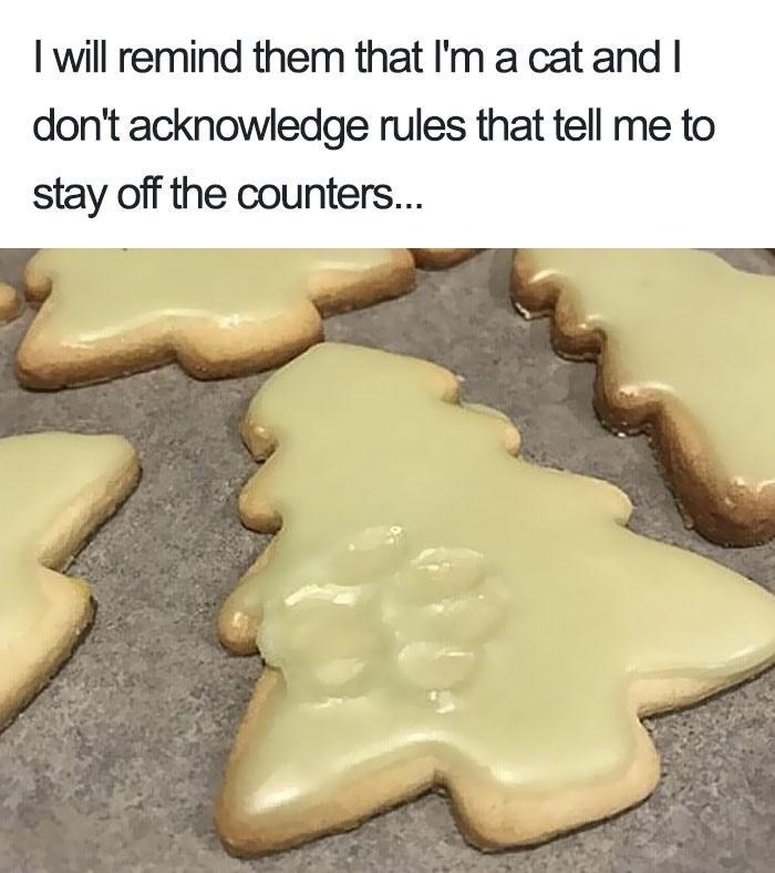I will remind them that I'm a cat and I don't acknowledge rules that tell me to stay off the counters...