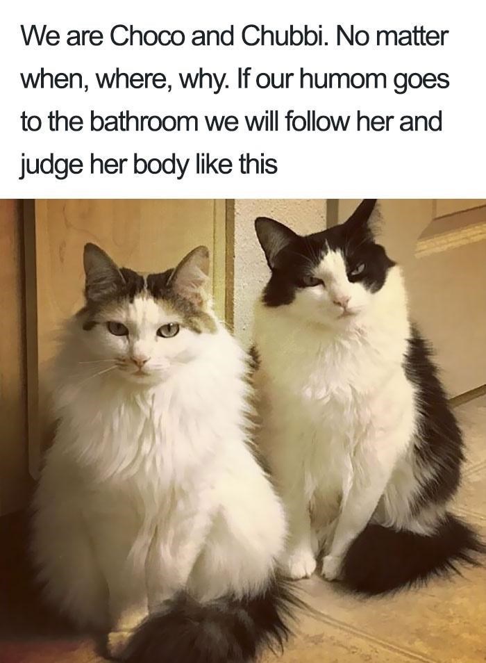 We are Choco and Chubbi. No matter when, where, why. If our humom goes to the bathroom we will follow her and judge her body like this