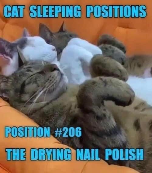 CAT SLEEPING POSITIONS POSITION #206 THE DRYING NAIL POLISH
