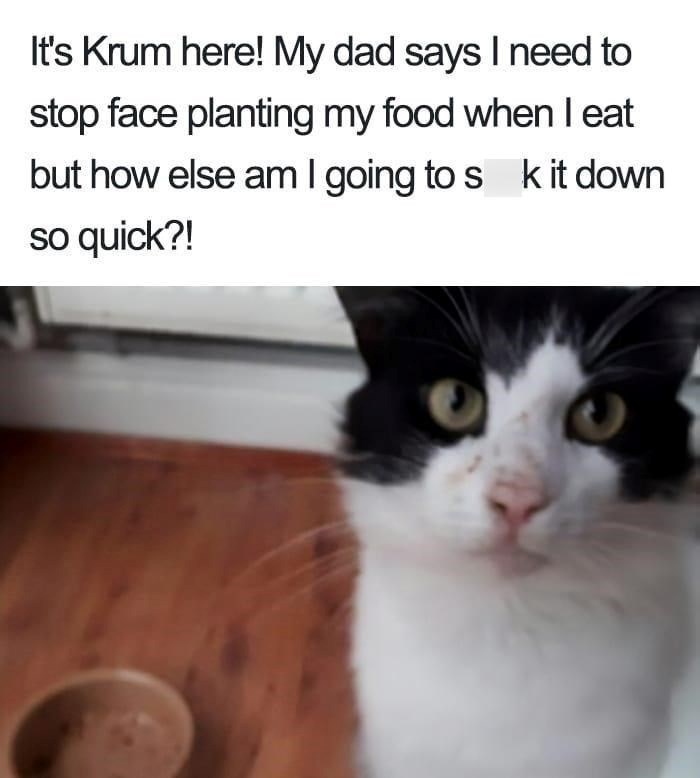 It's Krum here! My dad says I need to stop face planting my food when I eat but how else am I going to s k it down so quick?!