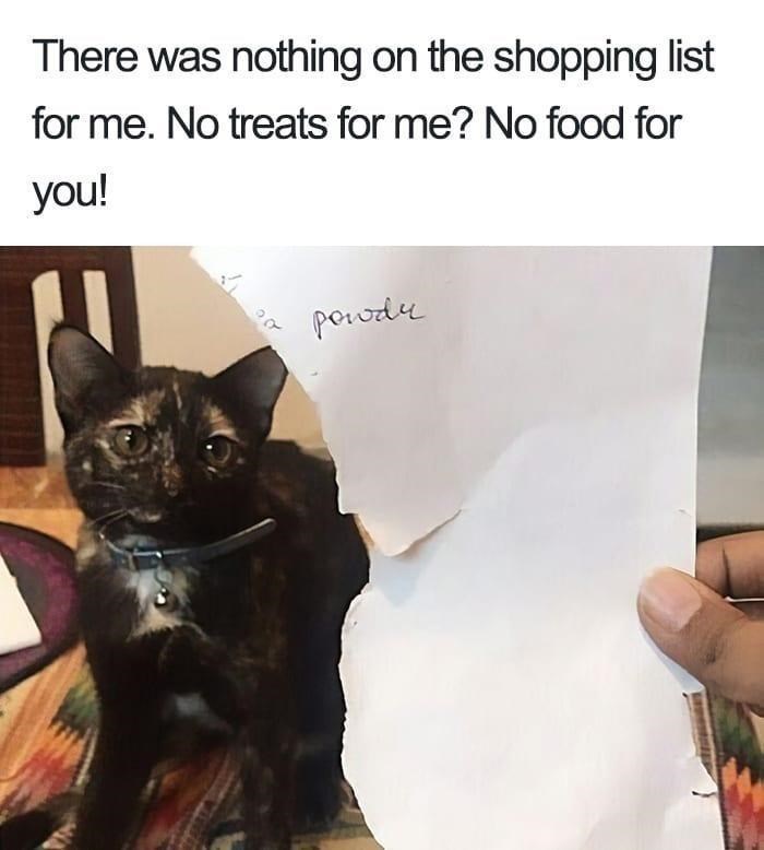 There was nothing on the shopping list for me. No treats for me? No food for you! powdy