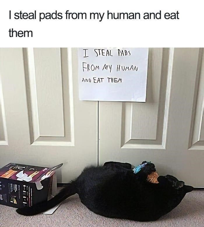 I steal pads from my human and eat them I STEAL PADS FROM MY HUMAN AND EAT THEM