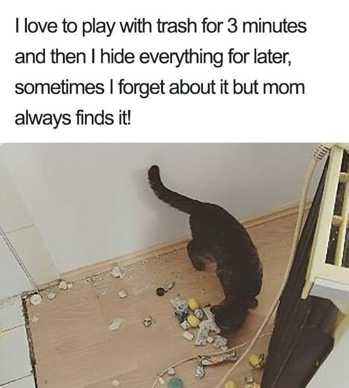 I love to play with trash for 3 minutes and then I hide everything for later, sometimes I forget about it but mom always finds it! Tm