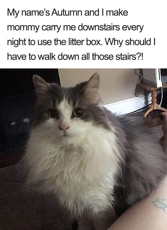 My name's Autumn and I make mommy carry me downstairs every night to use the litter box. Why should I have to walk down all those stairs?!