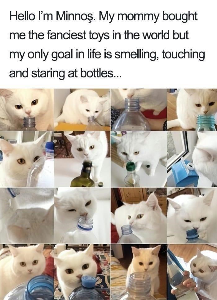Hello I'm Minnoş. My mommy bought me the fanciest toys in the world but my only goal in life is smelling, touching and staring at bottles...