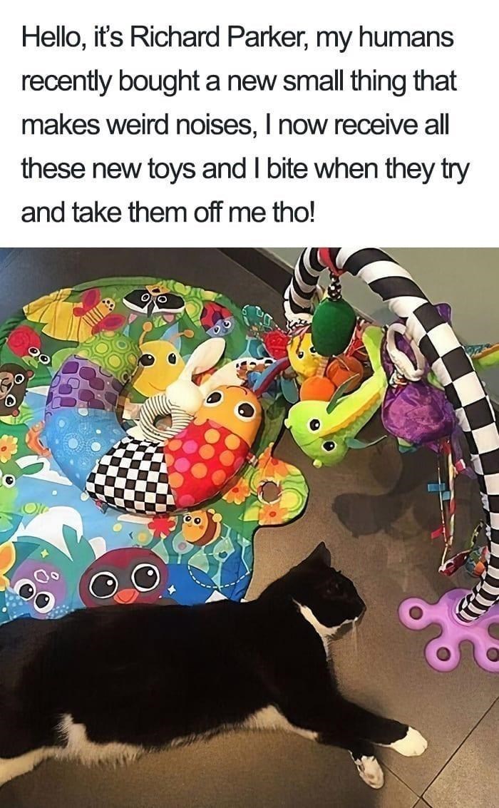 Hello, it's Richard Parker, my humans recently bought a new small thing that makes weird noises, I now receive all these new toys and I bite when they try and take them off me tho!