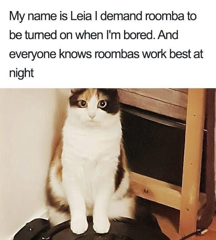 My name is Leia I demand roomba to be turned on when I'm bored. And everyone knows roombas work best at night