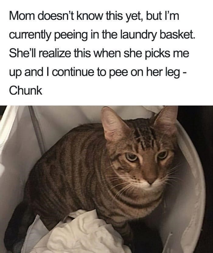 Mom doesn't know this yet, but I'm currently peeing in the laundry basket. She'll realize this when she picks me up and I continue to pee on her leg - Chunk