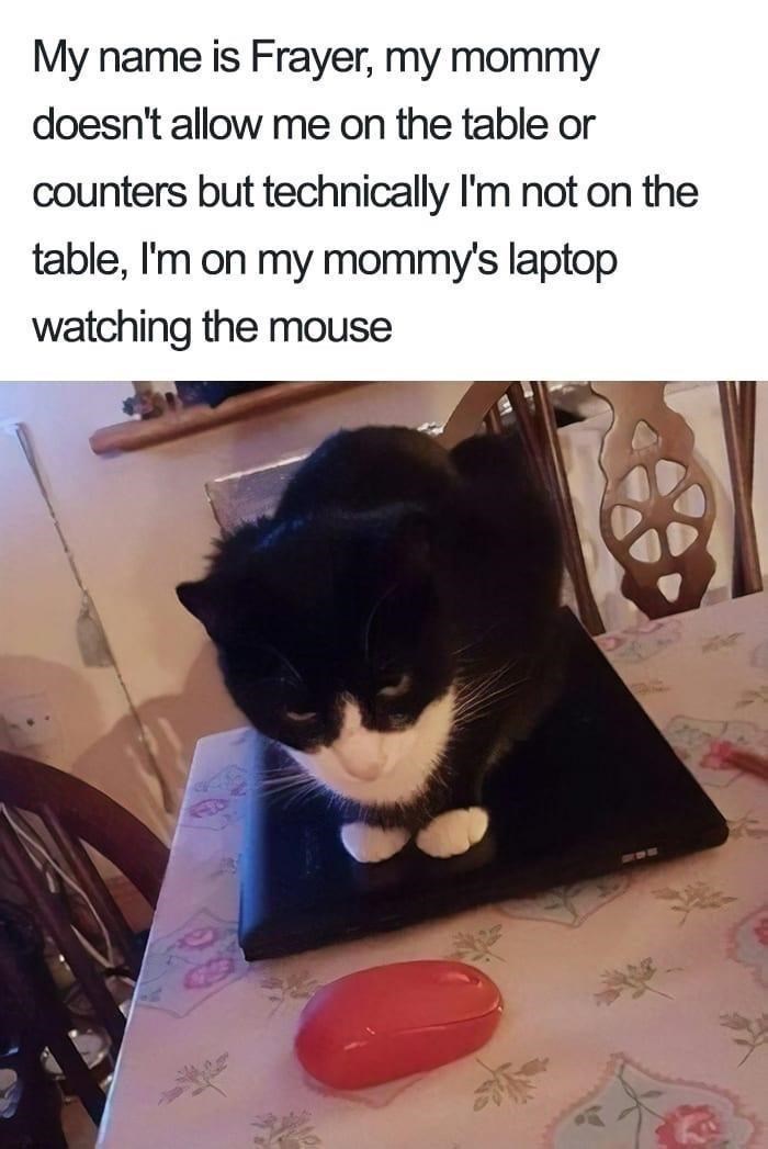 My name is Frayer, my mommy doesn't allow me on the table or counters but technically I'm not on the table, I'm on my mommy's laptop watching the mouse