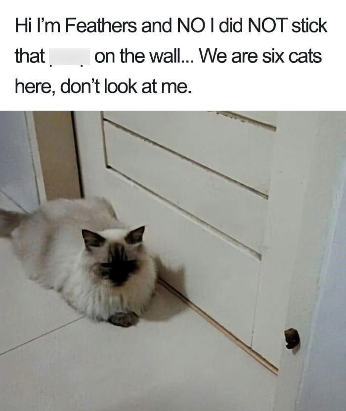 Hi I'm Feathers and NO I did NOT stick that on the wall... We are six cats here, don't look at me.