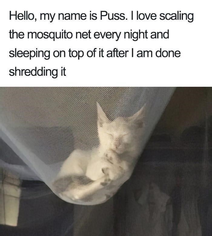 Hello, my name is Puss. I love scaling the mosquito net every night and sleeping on top of it after I am done shredding it