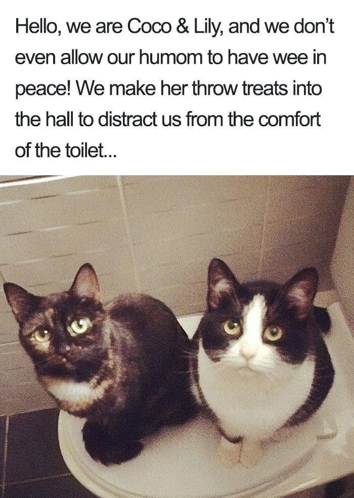 Hello, we are Coco & Lily, and we don't even allow our humom to have wee in peace! We make her throw treats into the hall to distract us from the comfort of the toilet...