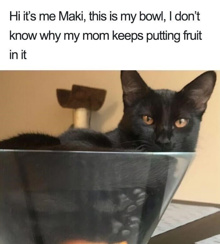 Hi it's me Maki, this is my bowl, I don't know why my mom keeps putting fruit in it