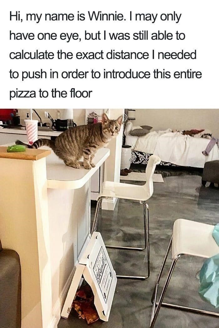 Hi, my name is Winnie. I may only have one eye, but I was still able to calculate the exact distance I needed to push in order to introduce this entire pizza to the floor