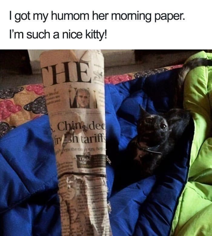 I got my humom her morning paper. I'm such a nice kitty! THE Ching ded fresh tariff ps the run Be Trade war