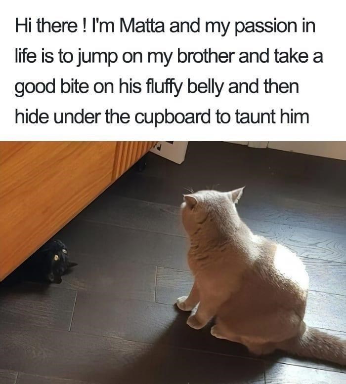 Hi there! I'm Matta and my passion in life is to jump on my brother and take a good bite on his fluffy belly and then hide under the cupboard to taunt him