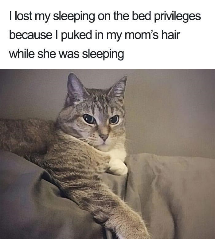 I lost my sleeping on the bed privileges because I puked in my mom's hair while she was sleeping