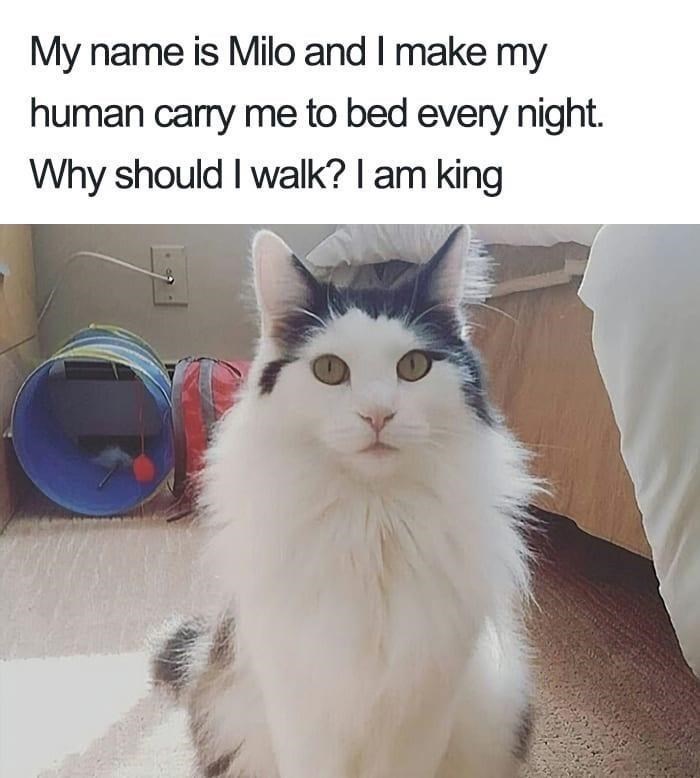 My name is Milo and I make my human carry me to bed every night. Why should I walk? I am king