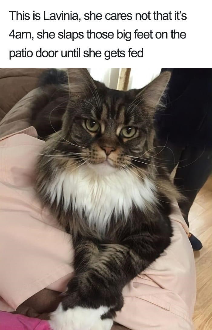 This is Lavinia, she cares not that it's 4am, she slaps those big feet on the patio door until she gets fed