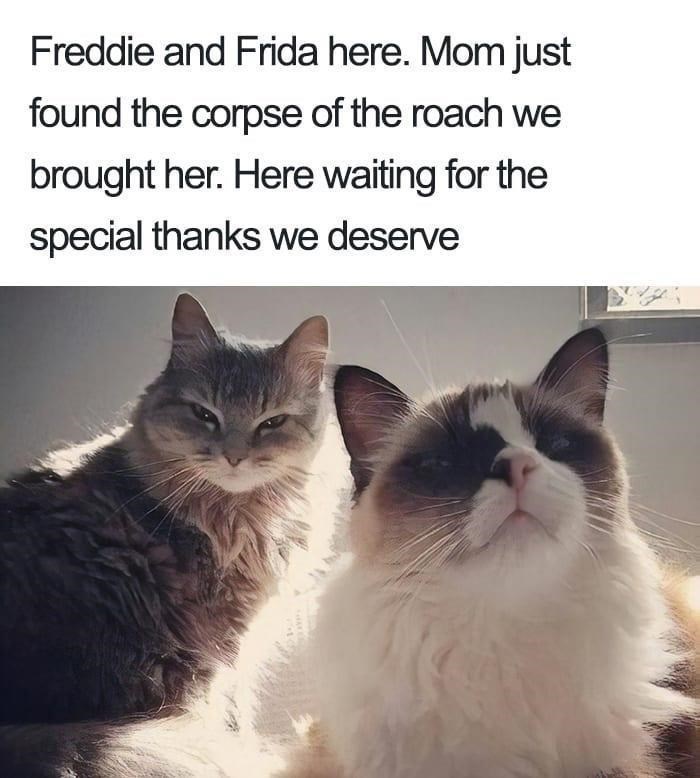 Freddie and Frida here. Mom just found the corpse of the roach we brought her. Here waiting for the special thanks we deserve