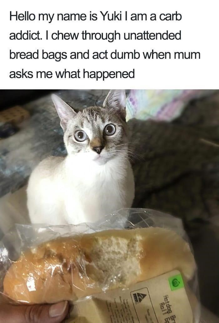 Hello my name is Yuki I am a carb addict. I chew through unattended bread bags and act dumb when mum asks me what happened e Hotdog Br Boll