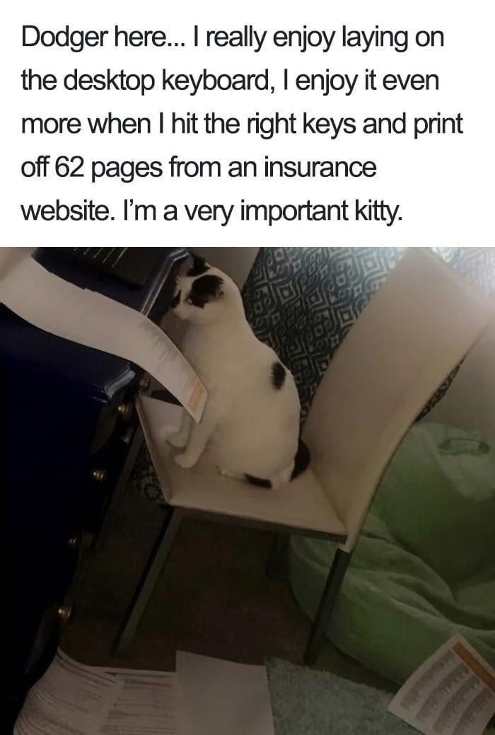 Dodger here... I really enjoy laying on the desktop keyboard, I enjoy it even more when I hit the right keys and print off 62 pages from an insurance website. I'm a very important kitty.