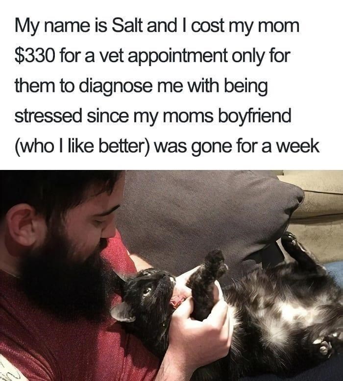 My name is Salt and I cost my mom $330 for a vet appointment only for them to diagnose me with being stressed since my moms boyfriend (who I like better) was gone for a week