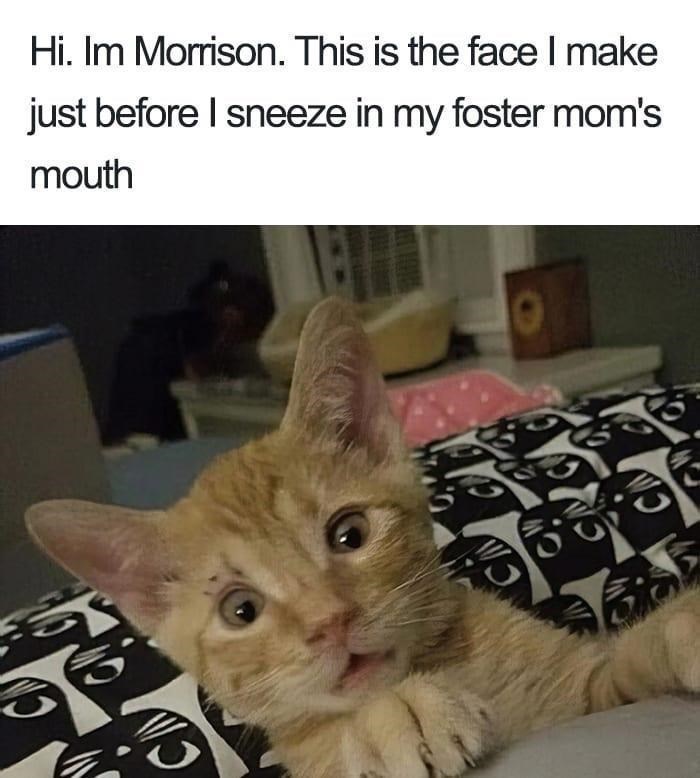 C Hi. Im Morrison. This is the face I make just before I sneeze in my foster mom's mouth