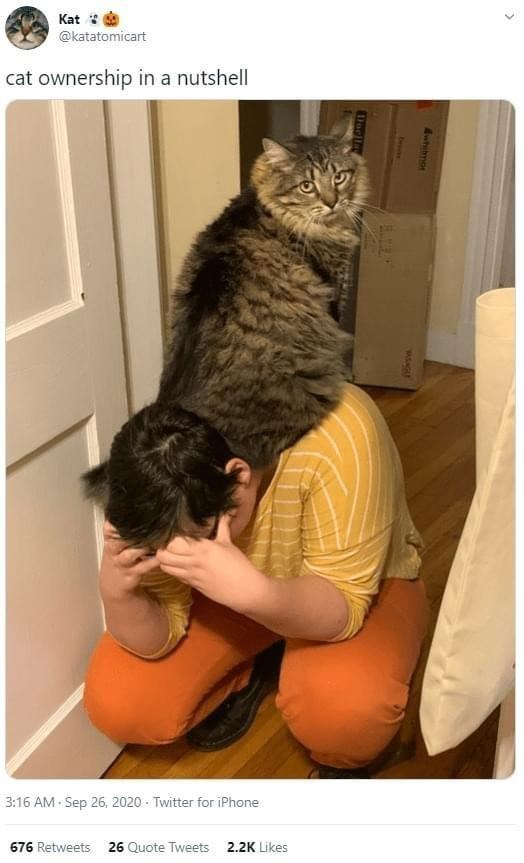 Kat @katatomicart cat ownership in a nutshell Dorla Eviver Awhitmor VASAGLE 3:16 AM - Sep 26, 2020 Twitter for iPhone 676 Retweets 26 Quote Tweets 2.2K Likes