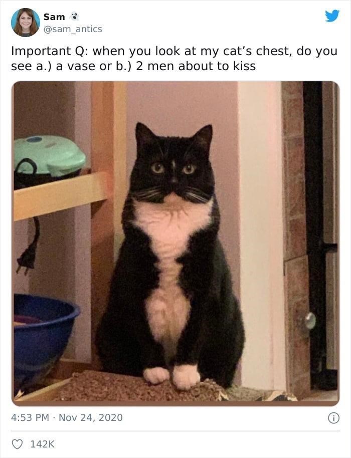 Sam @sam_antics Important Q: when you look at my cat's chest, do you see a.) a vase or b.) 2 men about to kiss 4:53 PM Nov 24, 2020 i 142K