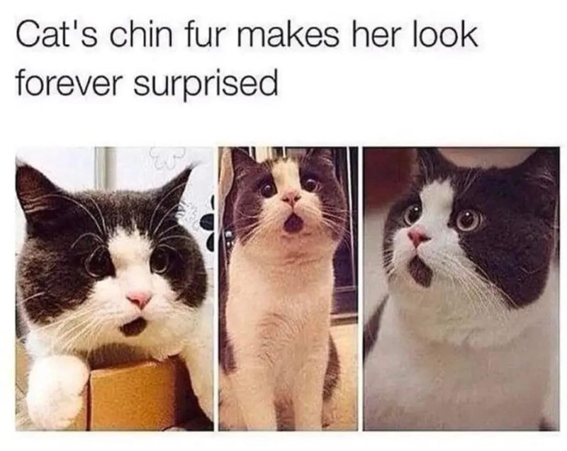 Cat's chin fur makes her look forever surprised